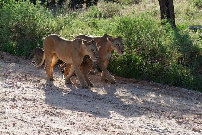 2 Days Tsavo East and Ngutuni Sanctuary Starting From Mombasa. - Reviews and Ratings