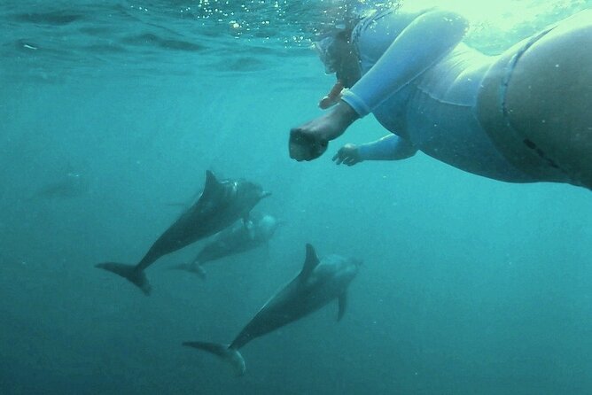 2-Hour Dolphin Excursion in Mauritius - Participant Requirements