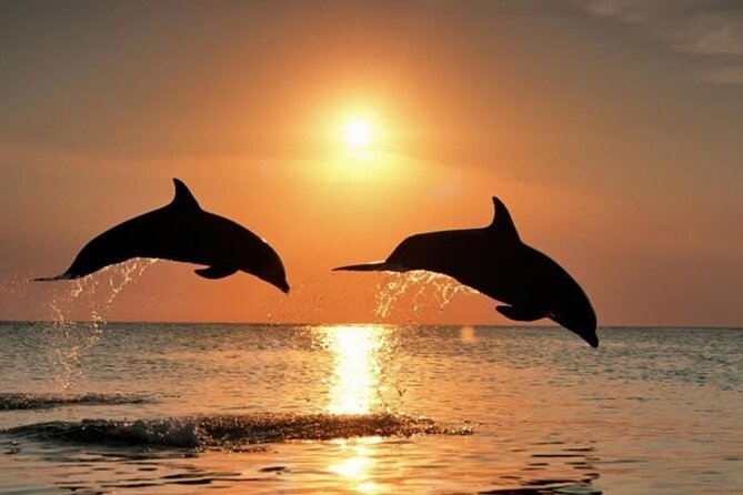 2-Hour Dolphin Guided Safari NP Brijuni Review - Overall Rating and Recommendation