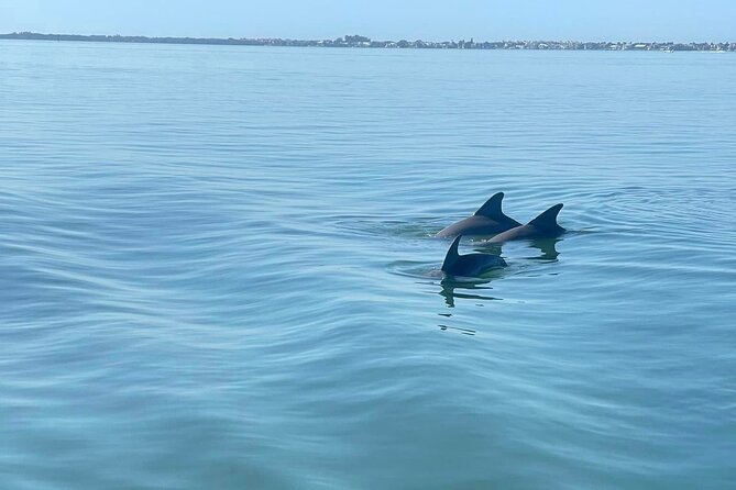 2-Hour Dolphin Watching Tour in Florida - Reviews and Ratings