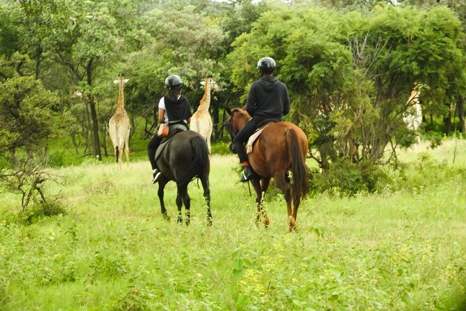 2-Hour Horseback Safari in Hartbeespoort - Horseback Riding Tips and Safety