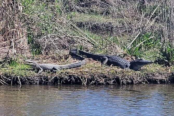 2 Hours Boat Tour in Louisiana Bayous Near New Orleans - Customer Reviews and Ratings