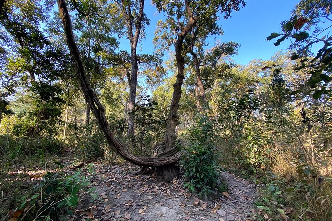 2 Hours Nature Walk in Chitwan National Park - Booking and Cancellation Policy