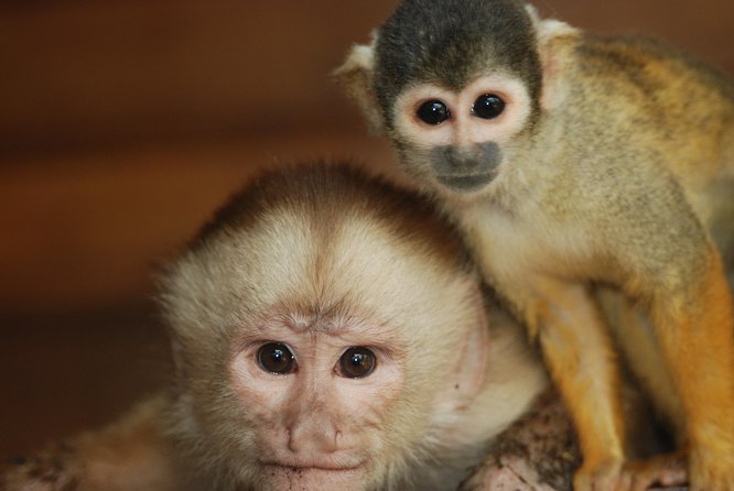 3-Day Eco Amazonia Lodge in the Amazon Jungle ECOMAGICO - Packing and Travel Details