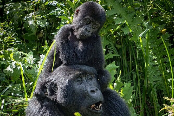 3-Day Gorilla Trekking Safari in Bwindi Impenetrable Forest - Participant Suitability and Requirements