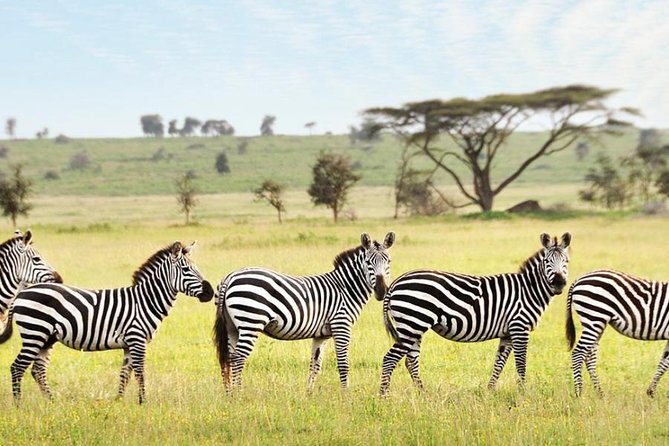 3-Day Maasai Mara Guided Safari From Nairobi - Group Size and Accessibility