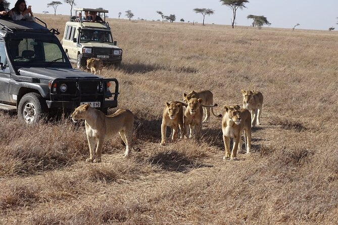 3-Day Maasai Mara Small Group Safari in a 4 X4 Land Cruiser Jeep - Traveler Reviews
