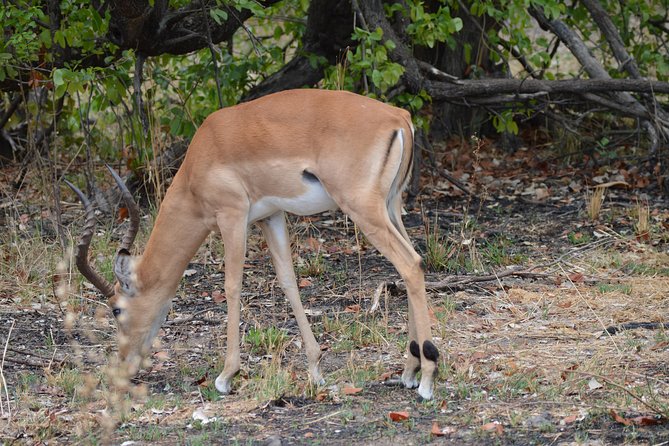 3-Day Moremi Game Reserve- by Walking Stick Safaris - Travel Tips