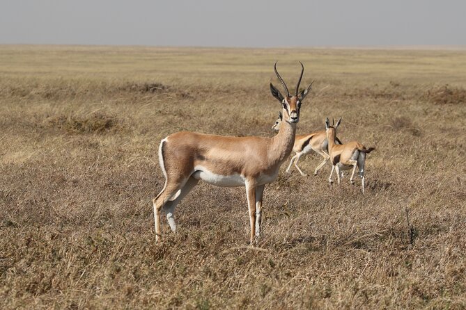3-Day National Parks Safari From Arusha Including Tarangire - Important Travel Information