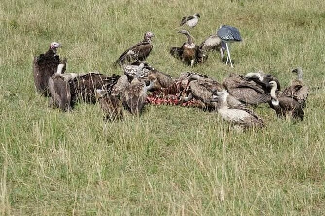 3 Day Private 4x4 Jeep Tour in Masai Mara Safari - Tour Provider and Ratings