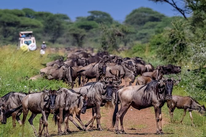 3 Day Private Safari in Serengeti and Ngorongoro National Park - Pricing Information