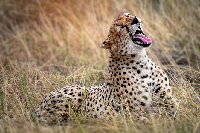 3-Day Tarangire, Lake Manyara and Ngorongoro - Customer Reviews and Ratings