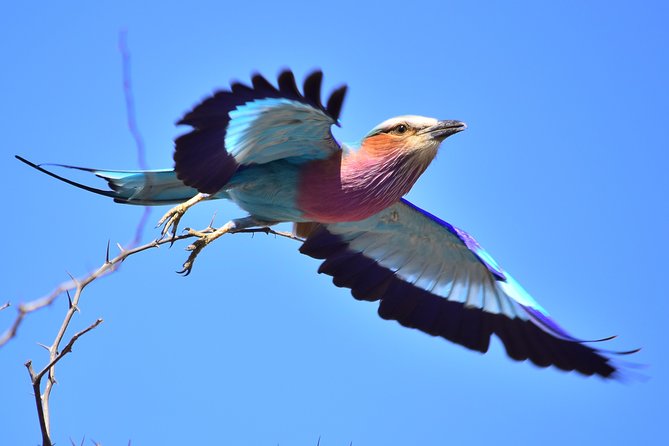 3-Day Tour of Kruger National Park From Skukuza Airport - Game Drive Experience