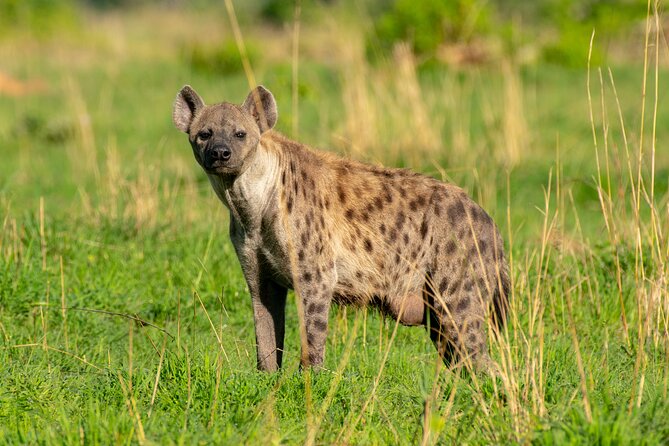 3-Day Ultimate Big Five Safari - Murchison Falls & Rhinos - Inclusions and Benefits