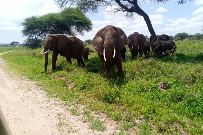 3 Days 2 Night Mikumi National Park & Udzungwa Walking Safari - Transportation and Comfort