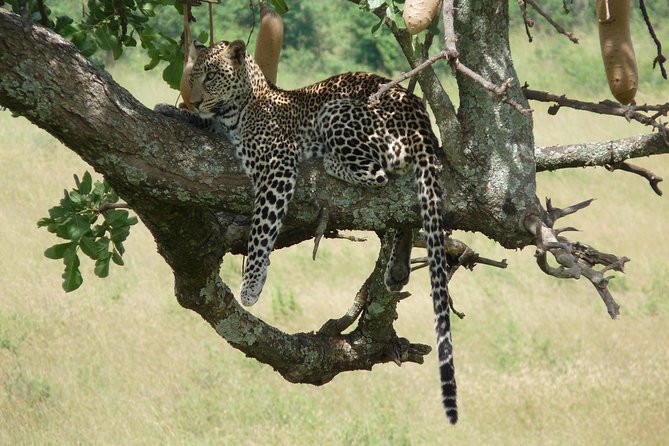 3 Days 2 Nights Masai Mara Enchoro Wildlife Camp - Review Summary