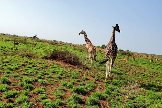 3 Days 2 Nights, Murchison Falls And Wildlife Safari - Cancellation Policy