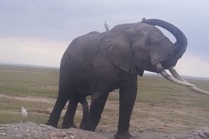 3 Days Best of Maasai Mara Budget Safari - Seamless Airport Transfers and Logistics