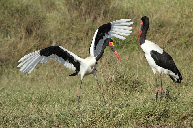 3 Days Camping Safari Tarangire, Lake Manyara and Ngorongoro Crater - Inclusions and Exclusions