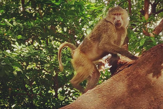 3 Days Fly in Safari - Reviews From Previous Travelers