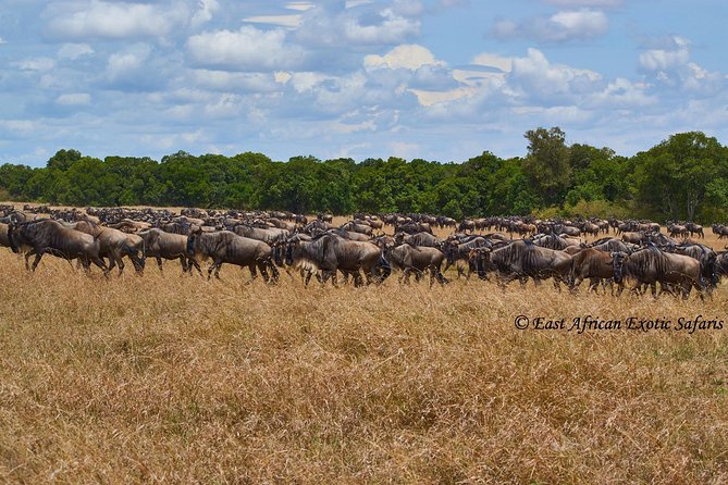 3 Days Masai Mara Budget Safari - Day 2: Early Morning Game Drive