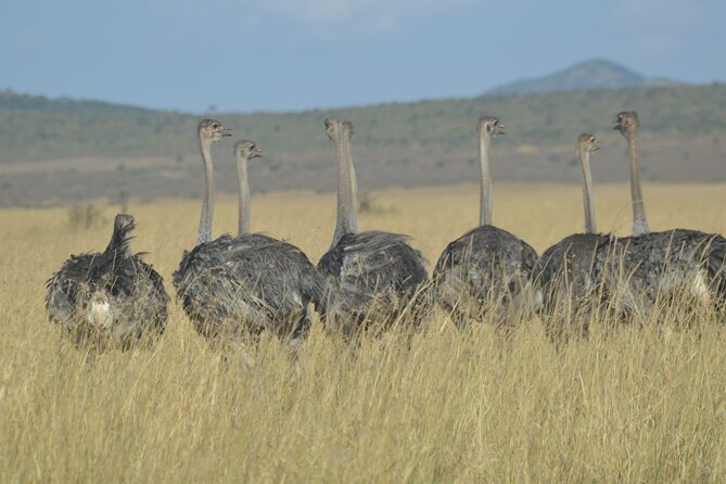 3-Days Masai Mara Rhythms Safari - Tips for Travelers
