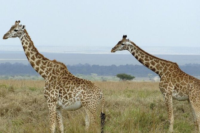 3 Days Masai Mara Safari From Nairobi - Booking Information