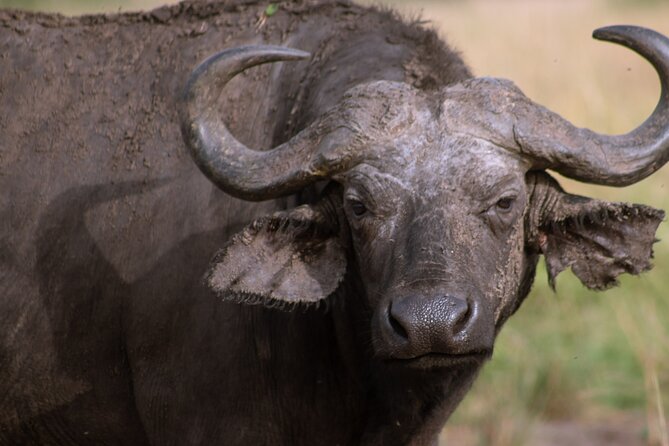 3 Days Murchison Falls Adventure Wildlife Safari Uganda Tour - Wildlife Encounters