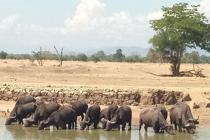 3 Days Safari to Mikumi NP - Accommodation Inside the Park - Transportation and Pickup Options