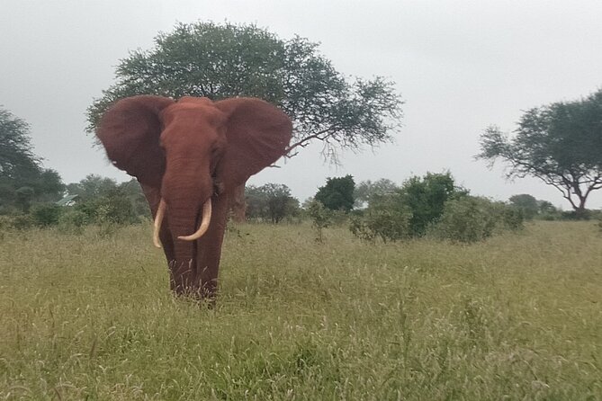 3 Days Safari Tsavo East and Amboseli National Park. - Accessibility and Inclusions