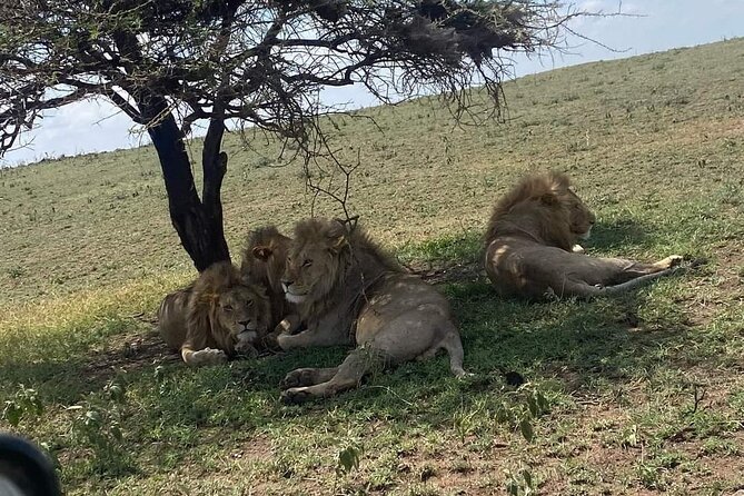3 Days Selous (Nyerere National Park) - Getting to Selous Game Reserve