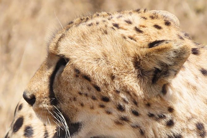 3 Days Tanzania Safari - Tarangire, Ngorongoro, Manyara - Meeting and Pickup Details