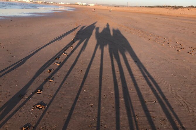 3-Hour Camel Ride at Sunset - What to Expect