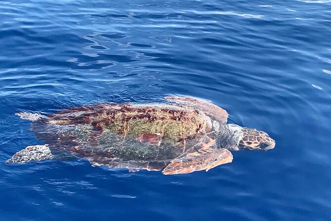 3-Hour Sunset Boat Trip With Dolphin Watching - Unforgettable Sunset and Dolphin Sightings