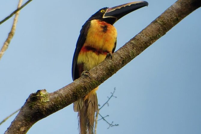 3 Hours Uvita Bird Watching Oro Verde - Birding Opportunities and Specialties