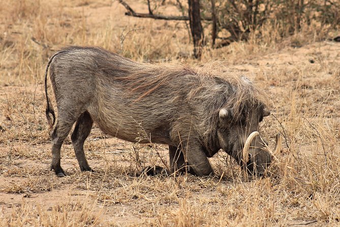 4 Day All Incl. Private Kruger Park Safari and Transfer From Nelspruit - Pricing Information