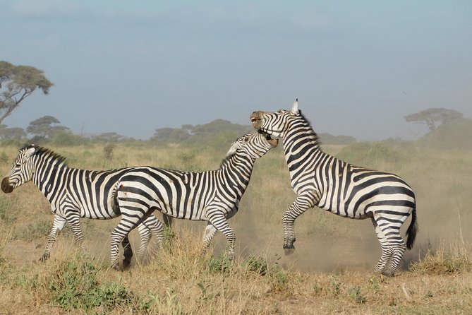 4 Day Private Masai Mara National Reserve & Lake Nakuru National Park Safari - Booking Information