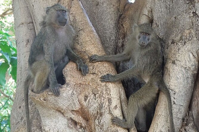 4-Day Safari From Arusha: Tarangire, Serengeti and Ngorongoro - Additional Information
