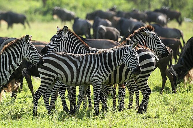 4-Day Serengeti, Ngorongoro, & Lake Manyara Budget Tour - Pre-Tour Information