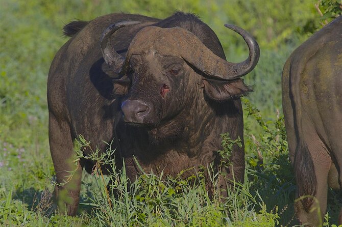 4 Day Tanzania Afordable Safari Ft Two Night Serengeti - Pickup and Accessibility