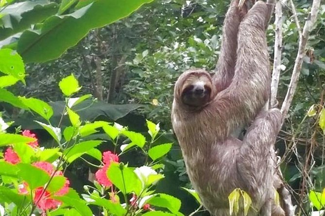 4 Days Amazon Jungle Tour With Pink Dolphin Watch From Iquitos - Accommodation and Meals