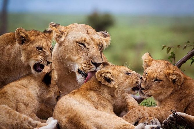 4 Days Best Experience Kilimanjaro Hike, Serengeti &Ngorongoro - Day 3: Ngorongoro Culture Experience