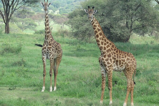 4 Days Joining Safari : Lake Manyara, Serengeti & Ngorongoro - Safari Reviews and Ratings