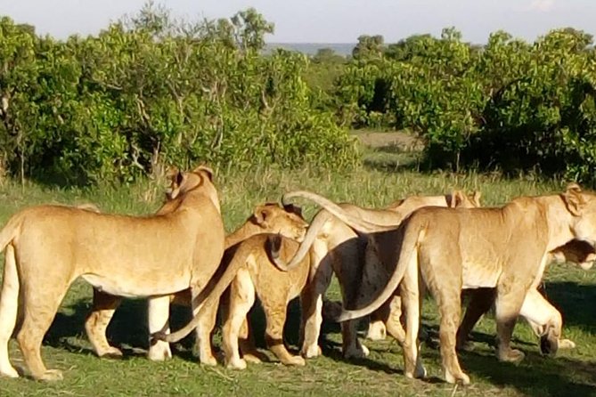 4 Days - Majestic Maasai Mara and Lake Nakuru Safari - Pricing and Cancellation Policy