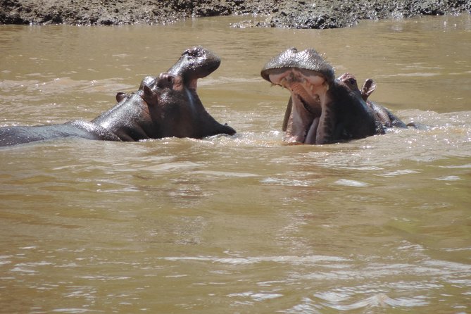 4 Days Masai Mara & Lake Nakuru Budget Safari From Nairobi - What to Expect
