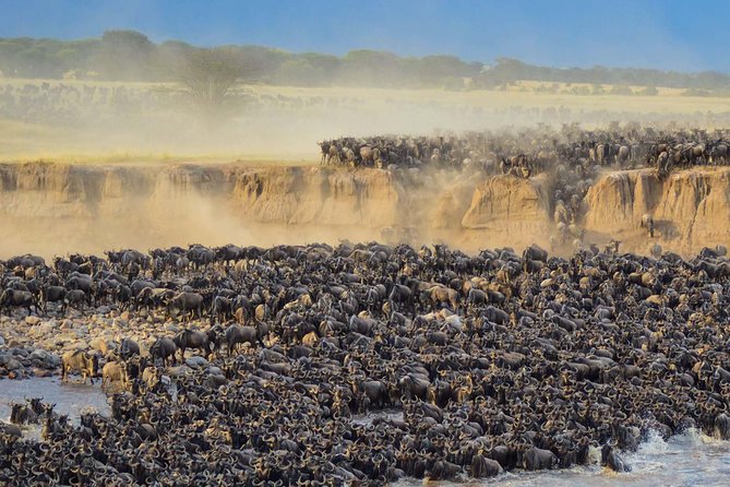 4 Days Safari in Tanzania - Traveler Reviews and Feedback