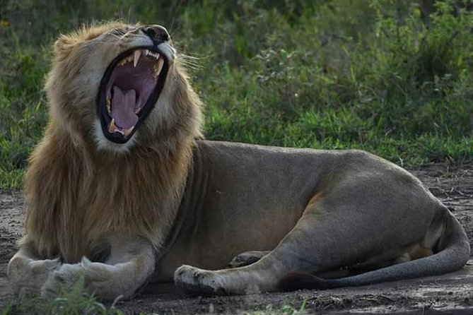4 Days Tanzania Safari - Health and Participation