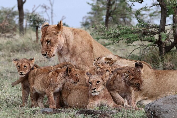 4days 3nights Tsavo East/West and Amboseli(Kilimanjaro)The Big 5 Mini Safari - Wildlife and The Big 5