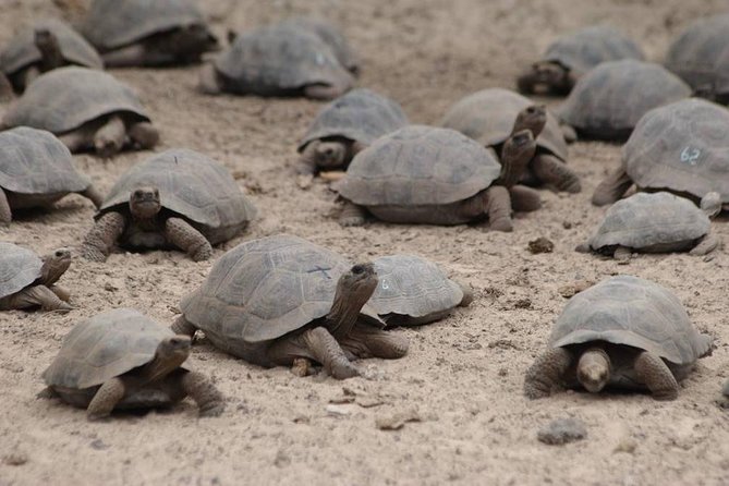 5-Day All-Inclusive Galapagos: Isabela and Santa Cruz Island - Tintores Islet and Humedales Complex