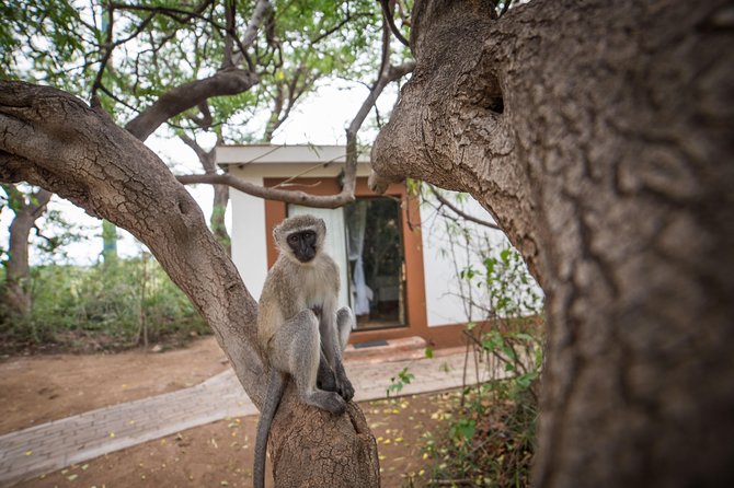 5 Day Classic Kruger National Park Safari - Accommodation and Meals